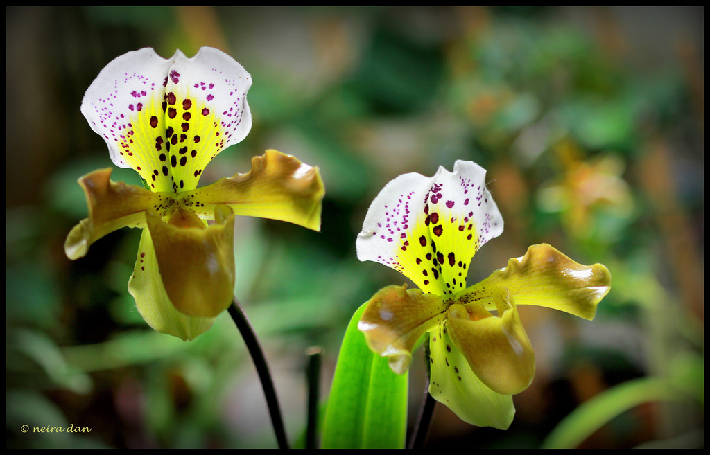 Paphiopedilum  X  exul Boliviana (2)