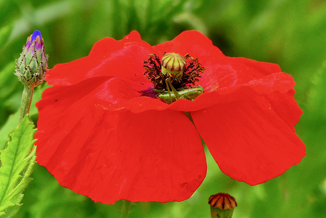 P1290475- Juvénile de sauterelle dans coquelicot - Jardin 11 mai 2020