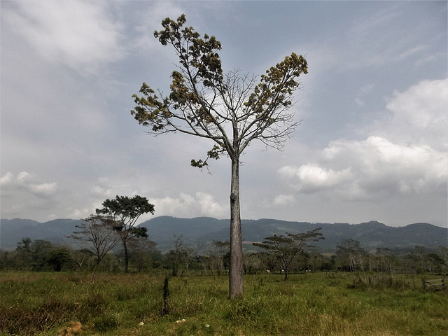 Nature mexicaine /  Mexican landscape