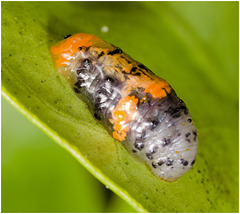 IMG 9446 Hoverfly larva