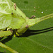 IMG 8036Cricketcloseup