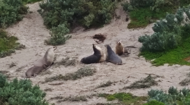 sea lions!