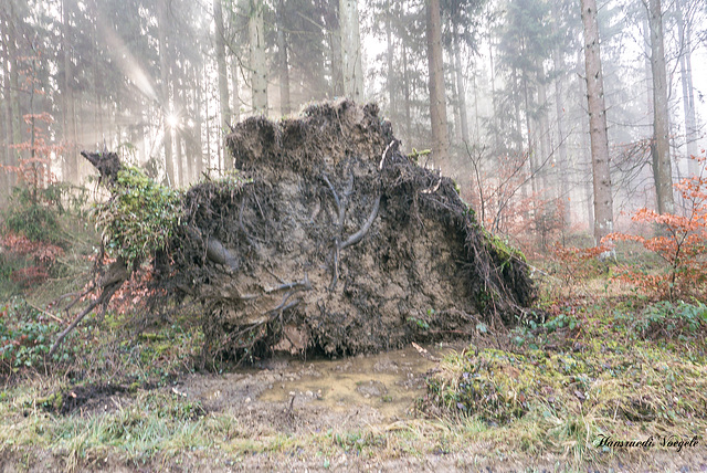 Wurzelstock  /Sturm Burglind