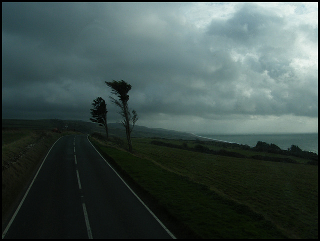 lone trees in the storm