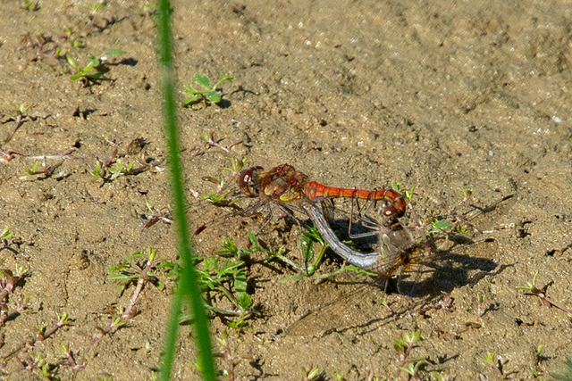 Common Darter-DSA 8621