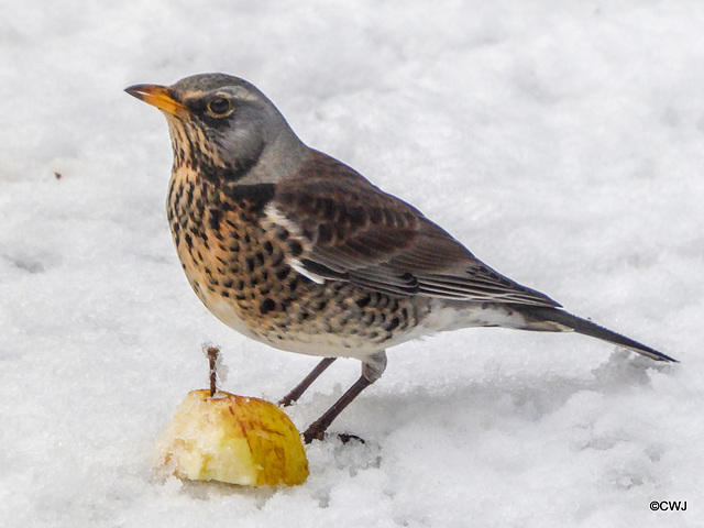 Fieldfare