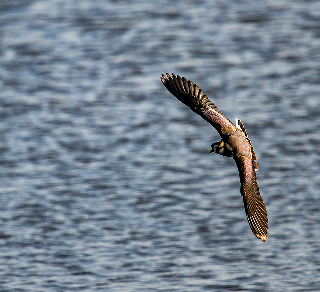 Lapwing