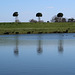 The Lake at Architectural Plants