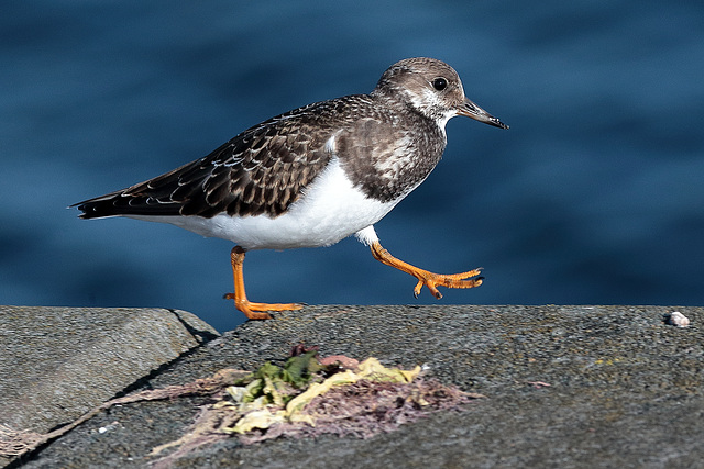 EOS 6D Peter Harriman 17 27 48 01969 Turnstone dpp