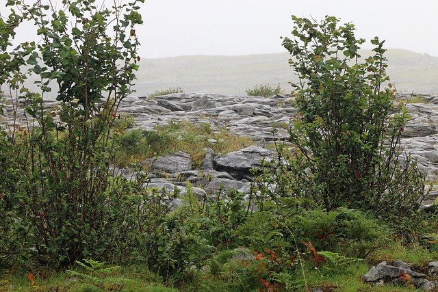 A peek at the Burren