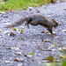 A very damp squirrel running for cover