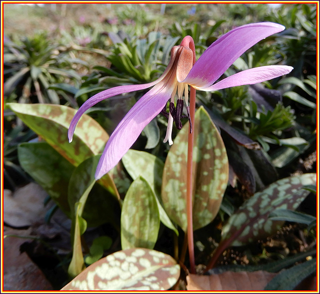 Hundszahn Erythronium dens - canis