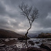 The one tree at Lake Padarn