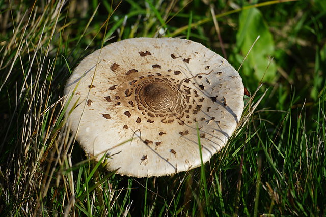 Parasol II