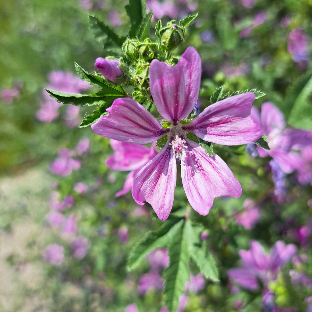 Wilde Malve / Käsepappel (Malva sylvestris)