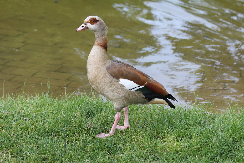 Nilgans