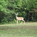 White-tail deer