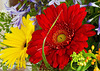 Gerbera