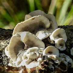 A patch of polypore