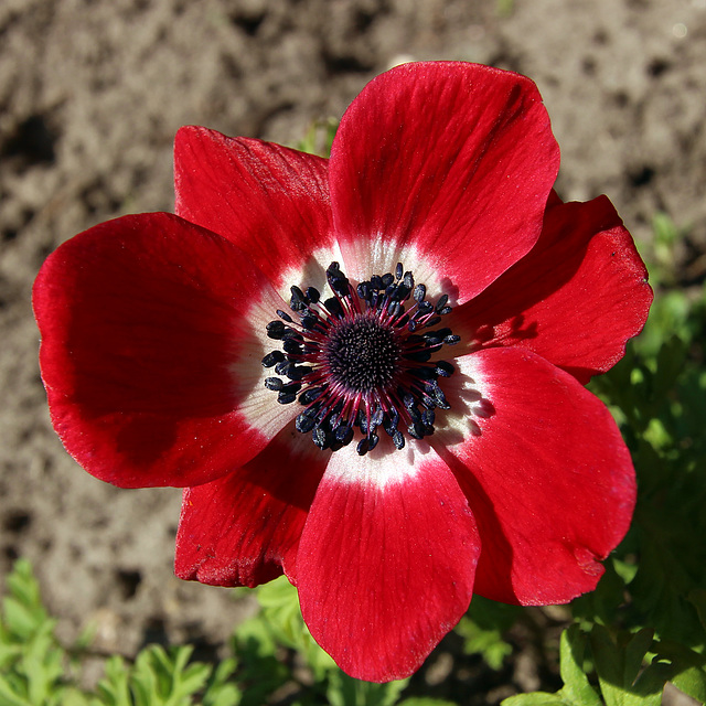 Red flower