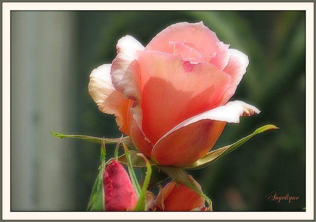 L’odeur de rose, faible, grâce au vent léger d’été qui passe, se mêle aux parfums qu’elle a mis