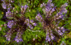 Flying Phacelia