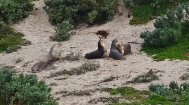 sea lions!