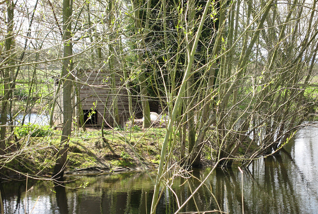 Swan nesting on small pool near the River Trent at Nethertown
