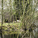 Swan nesting on small pool near the River Trent at Nethertown