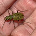 Tiger Beetle IMG_0848