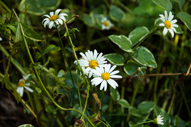 Daisies in August