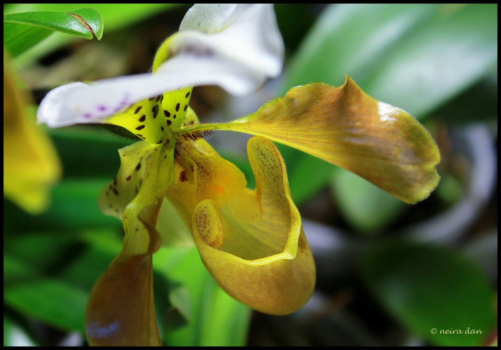 Paphiopedilum  X  exul Boliviana (3)