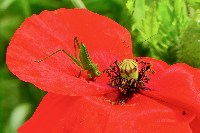 P1290489- Juvénile de sauterelle dans coquelicot - Jardin 11 mai 2020