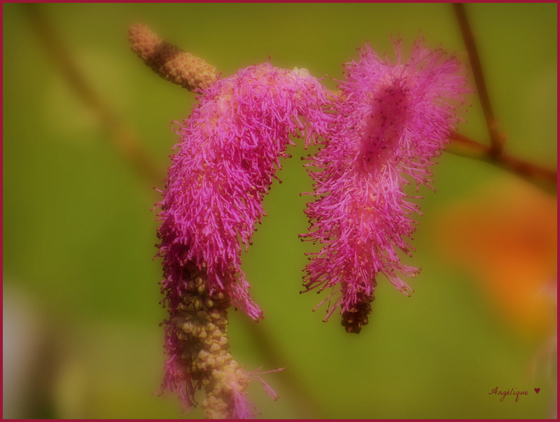 Sanguisorba obtusa - Pimprenelle japonaise