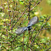 Coal tit in flight