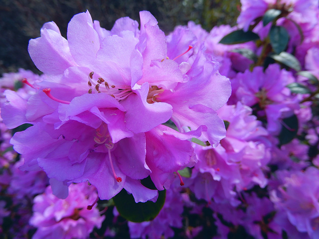 Vorfrühlings - Rhododendron Rh. X praecoks