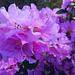 Vorfrühlings - Rhododendron Rh. X praecoks
