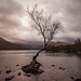 The one tree at Lake Padarn