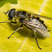 IMG 9832 Hoverflyv2