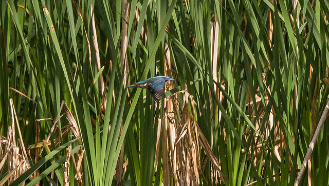 Kingfisher