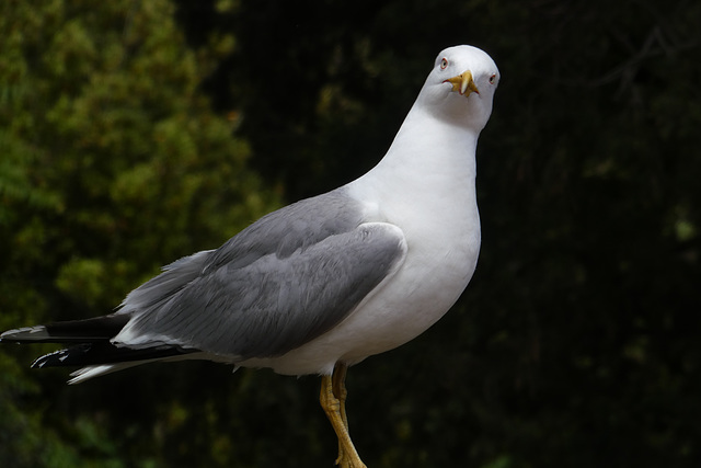 "Was hör ich da rauschen?"