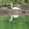 Egret exploring the edge of the pond