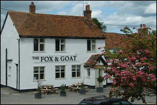 Fox and Goat at Tiddington