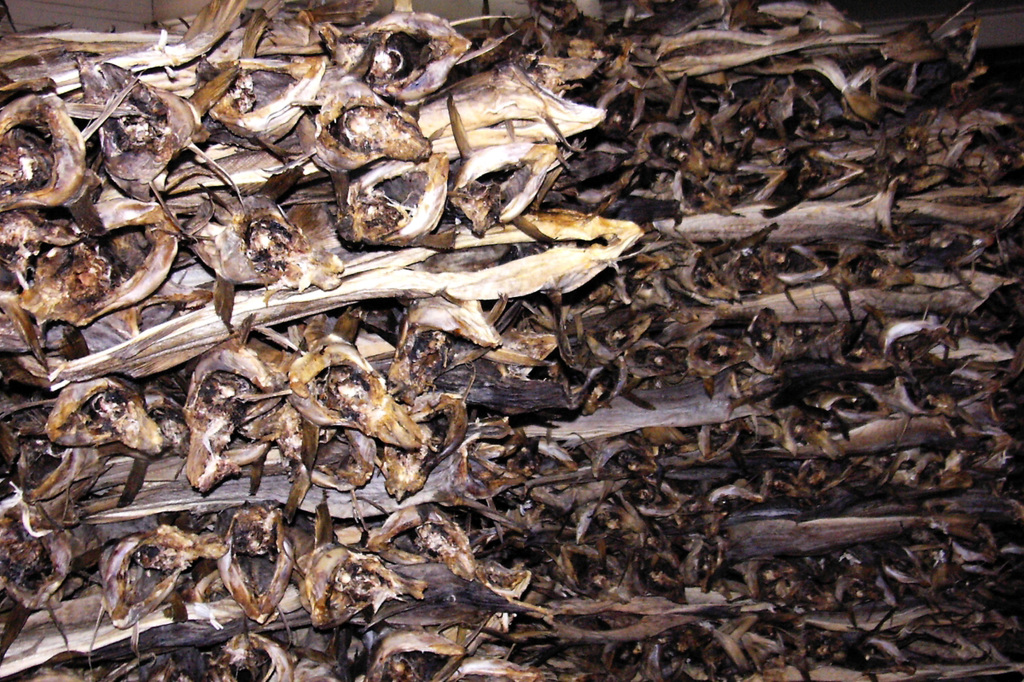 Morues séchant