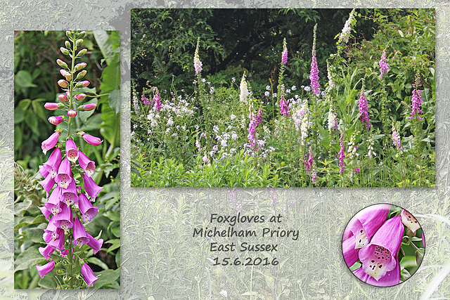 Foxgloves - Michelham Priory - 15.6.2016