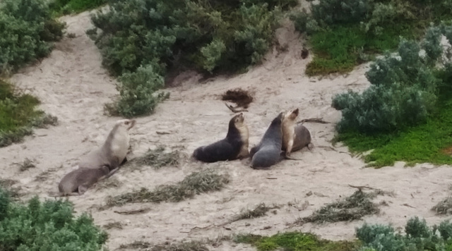 sea lions!