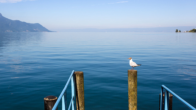 140716 mouette Montreux