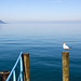 140716 mouette Montreux