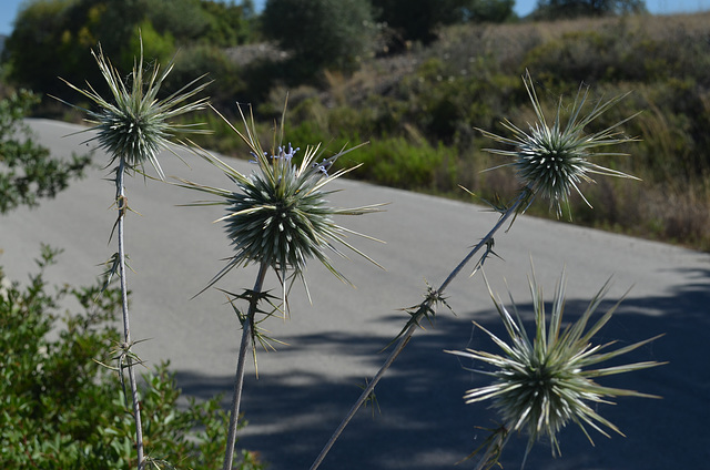 Rhodes Mountainous Plant with Thorns