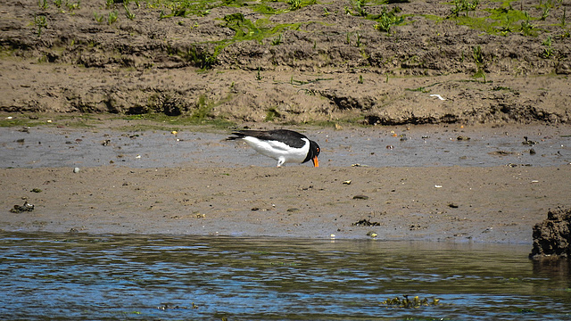 20190609 4914CPw [R~GB] Austernfischer, Wales